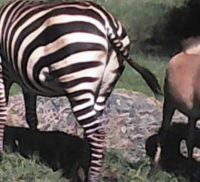 Avvistata in Kenya una zebra con un cucciolo molto particolare: “Osservare gli animali selvatici vuol dire fare i conti con l’inaspettato”