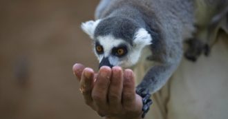 Copertina di Coronavirus, zoo in Germania: “Mancano soldi. Dovremo dare in pasto alcuni animali ad altri”