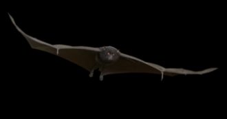 Spillover, il libro (praticamente introvabile) che tutti vogliono e che ‘profetizzava’ il coronavirus