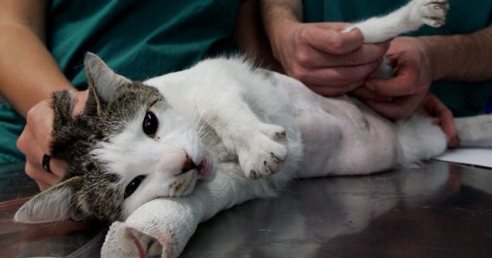 Copertina di Veneto, gli esami si fanno pure sui gatti