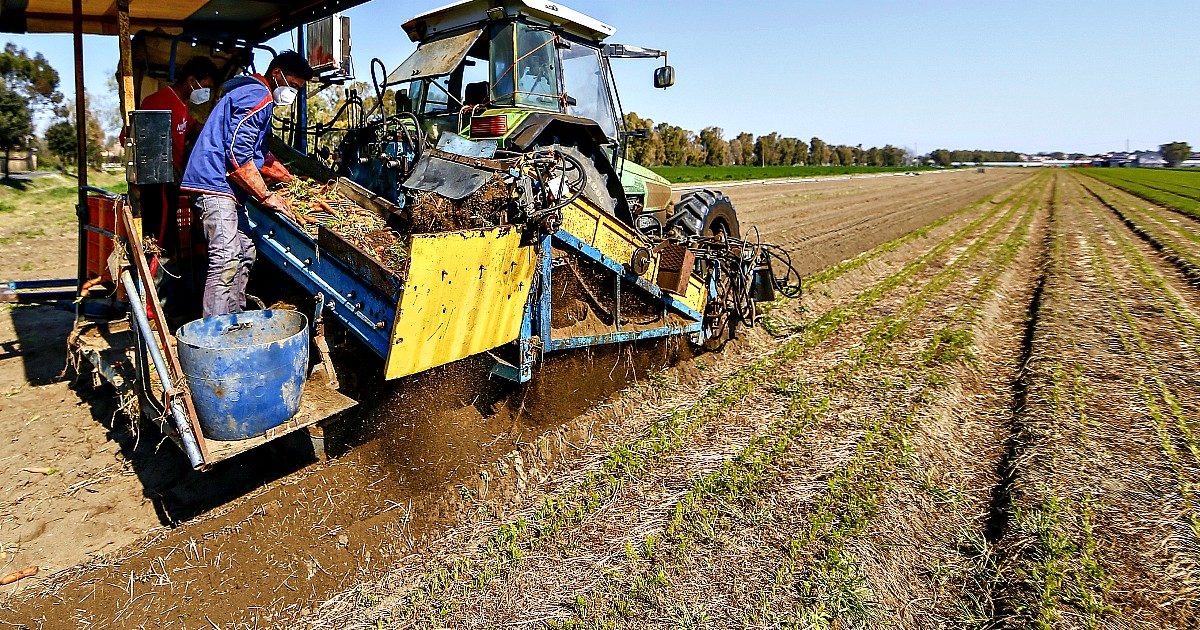 Coronavirus – Ora anche l’agroalimentare fa pressione: “Riaprire le filiere collegate”. Dall’Ue “subito risorse, finora risposta deludente”