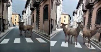 Copertina di Coronavirus, il borgo in Abruzzo è deserto: cervi a passeggio indisturbati per le strade del paese