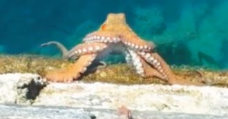 Copertina di Oche, cerbiatti, polpi & C. ri-conquistano le città