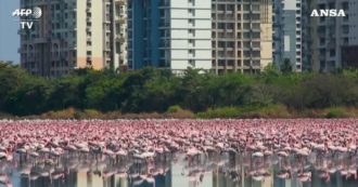 Copertina di Coronavirus, Navi Mumbai è deserta: migliaia di fenicotteri rosa invadono la città indiana. Le immagini spettacolari