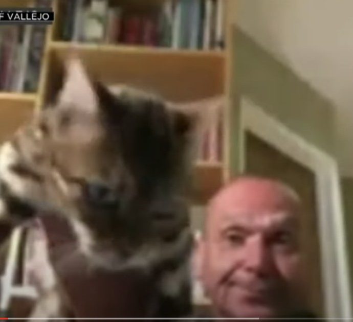 Lancia il gatto durante una videoconferenza in diretta su Zoom: politico costretto alle dimissioni