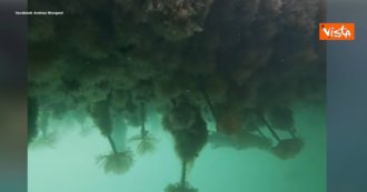 Coronavirus, dal polpo “gigante” alle piante: così i canali di Venezia si ripopolano nei giorni del lockdown. Le immagini