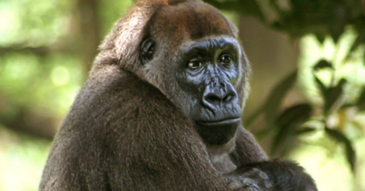 Gorilla positivi al Covid nello zoo di San Diego: è la prima volta che il virus viene riscontrato nelle grandi scimmie