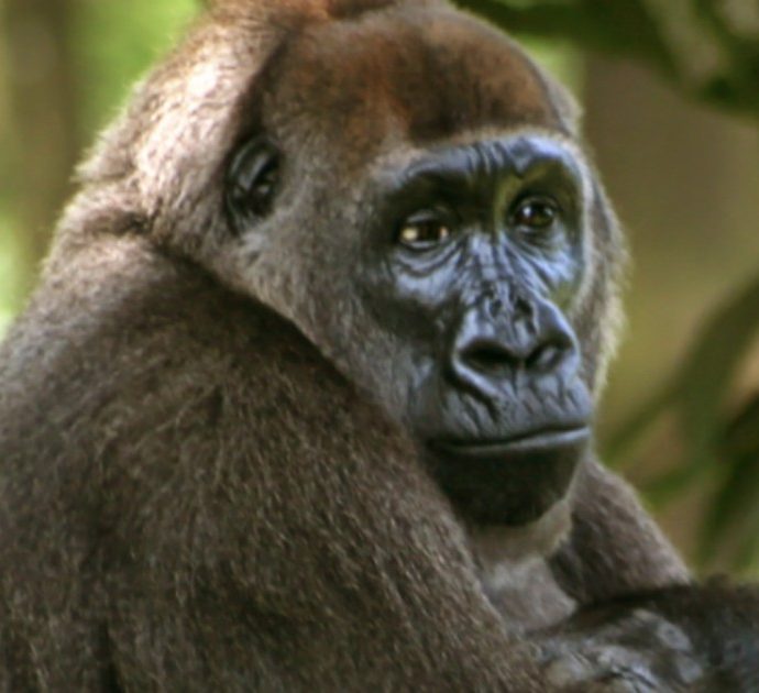 Gorilla positivi al Covid nello zoo di San Diego: è la prima volta che il virus viene riscontrato nelle grandi scimmie
