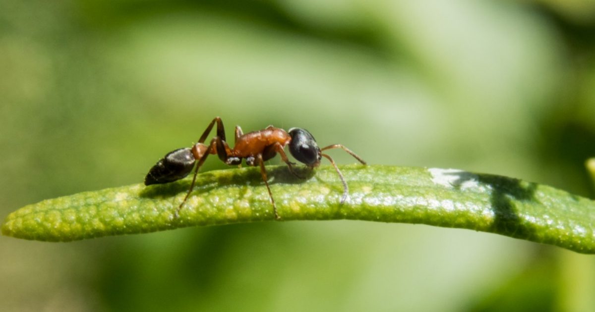 Viene punto da un insetto in giardino: la fascite necrotizzante lo porta alla morte nel giro di pochi giorni