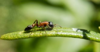 Copertina di Cambiamenti climatici, ‘se perdiamo gli insetti tutto potrebbe collassare’