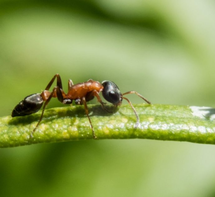 Viene punto da un insetto in giardino: la fascite necrotizzante lo porta alla morte nel giro di pochi giorni