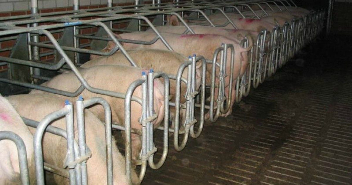 Logo ‘Benessere animale’ per allevamenti convenzionali, le associazioni denunciano: “Gravi carenze e un evidente problema di trasparenza”