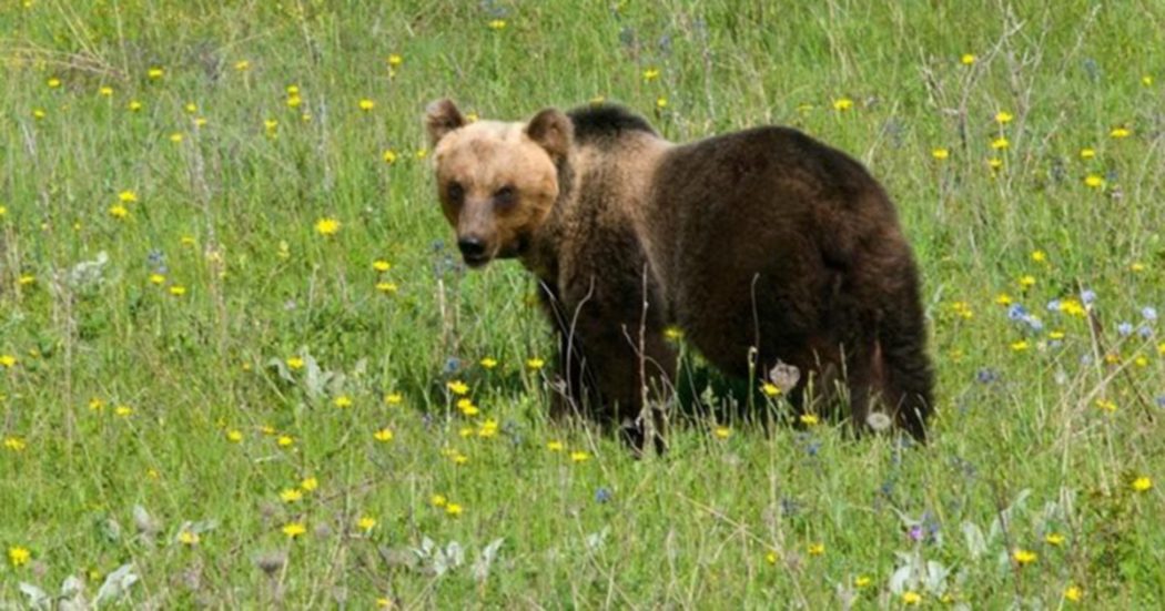 L’orso M49 verso la castrazione, ora è nell’oasi di Casteller con un’orsa ma l’area è più piccola del previsto