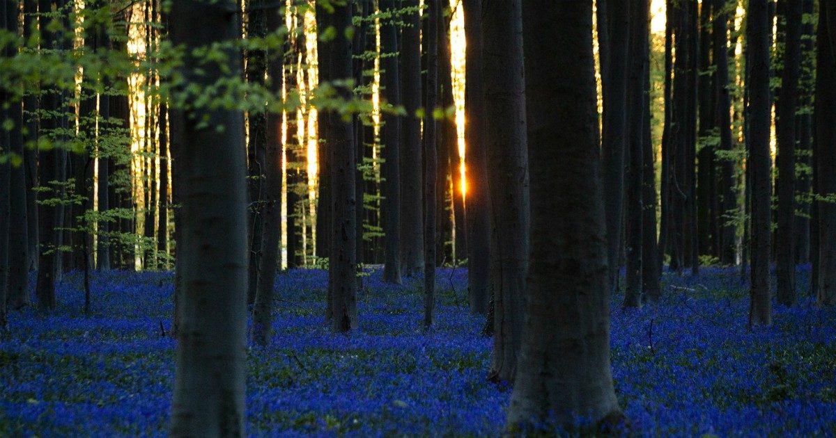 Coronavirus, la natura come rimedio contro lo stress da quarantena. Lo studio: “Bastano 20 minuti nel verde per sentirsi più rilassati”