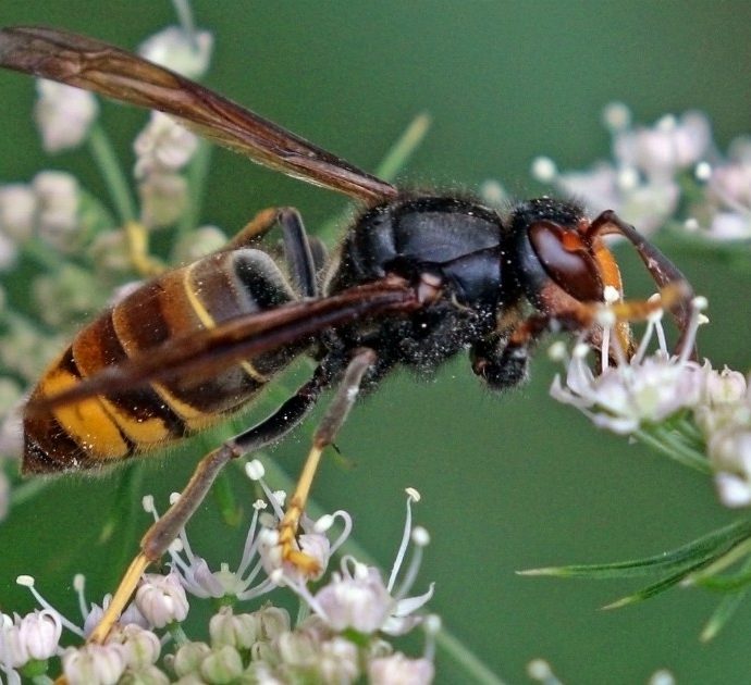 Vespa killer arrivata anche in Italia: in volo raggiunge la velocità anche di 40 chilometri orari, uccide decine di migliaia di api e può ferire l’uomo in modo anche grave