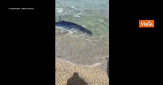 Copertina di Catanzaro, uno squalo nuota a pochi passi dalla riva: l’incontro ravvicinato nella baia di Soverato