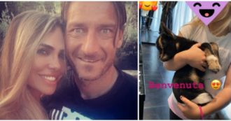 Copertina di Ilary Blasi presenta la nuova arrivata in casa Totti: dopo il gatto “senza pelo”, la capra nana tibetana