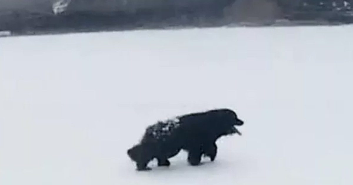 Cane abbandonato da una nave sul ghiaccio: lui aspetta per due mesi che i padroni vengano a riprenderlo