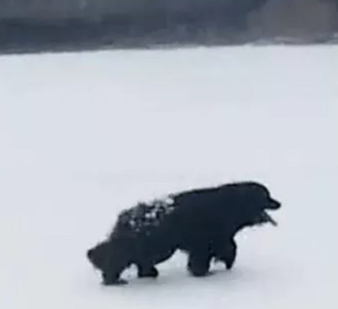 Cane abbandonato da una nave sul ghiaccio: lui aspetta per due mesi che i padroni vengano a riprenderlo