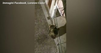 Copertina di Trentino, orso “acrobata” a Calliano: l’incontro con gli abitanti mentre si arrampica su un balcone. Sindaco: “Visto a meno di un metro…”