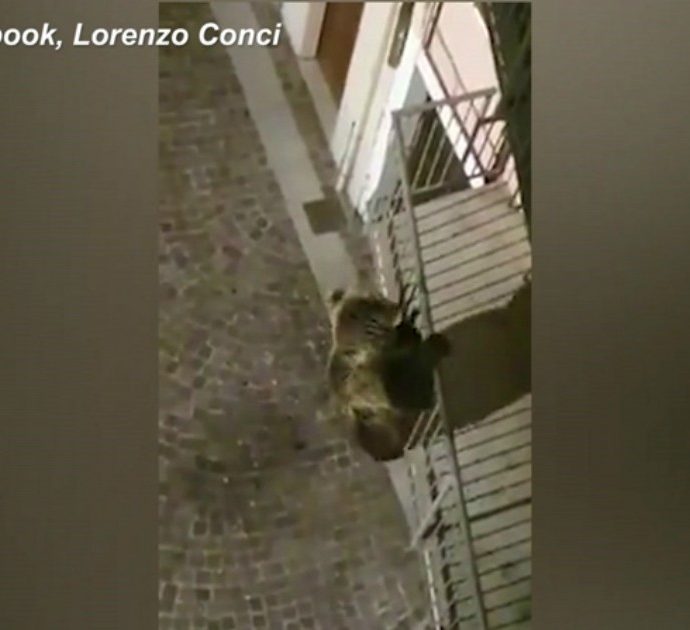 Trentino, orso “acrobata” a Calliano: l’incontro con gli abitanti mentre si arrampica su un balcone. Sindaco: “Visto a meno di un metro..”