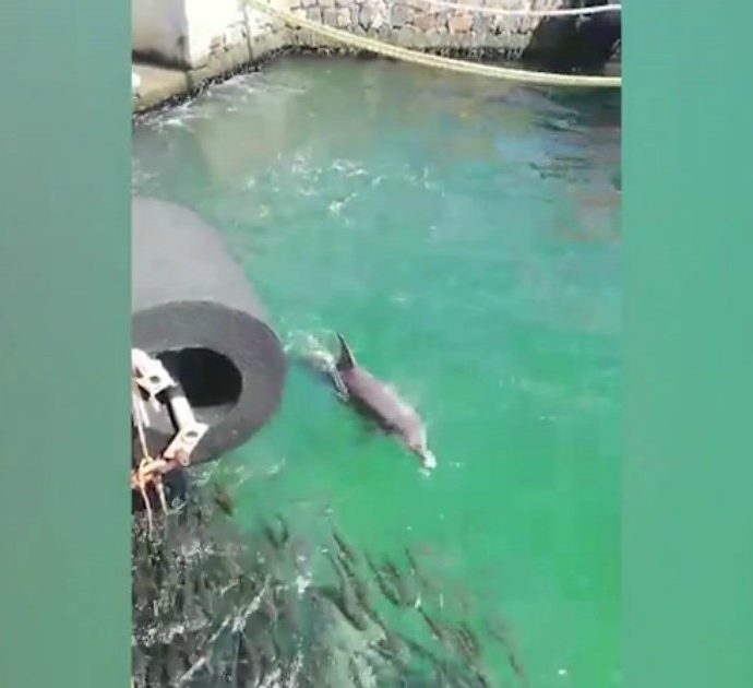 Cagliari, spettacolo al porto: delfini con i cuccioli “banchettano” a pochi centimetri dal molo