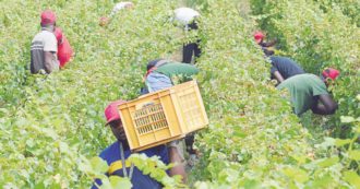 Copertina di Sanatorie da 20 anni, pochi i braccianti “emersi”