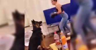 Copertina di Prende a pugni il cane ripetutamente coi guantoni da boxe mentre si fa fare un video: denunciata