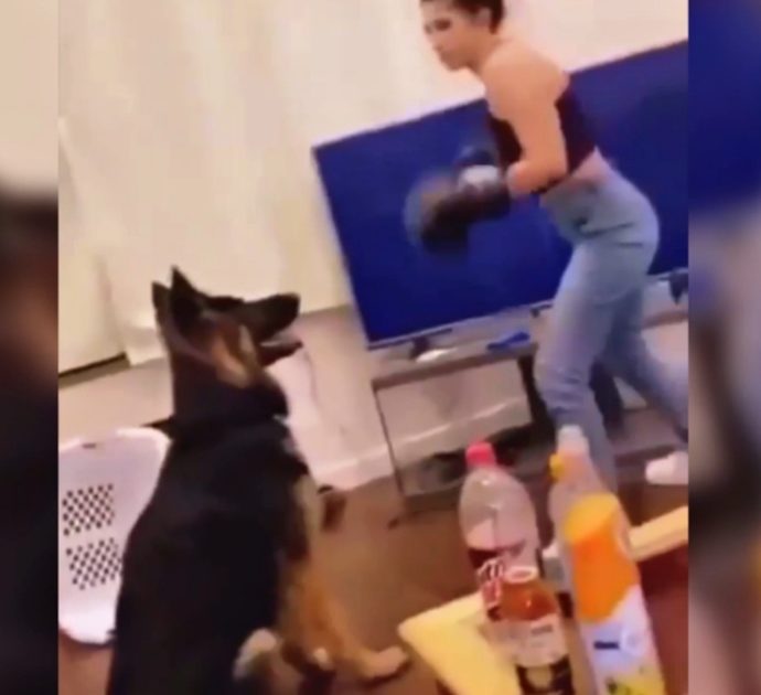 Prende a pugni il cane ripetutamente coi guantoni da boxe mentre si fa fare un video: denunciata