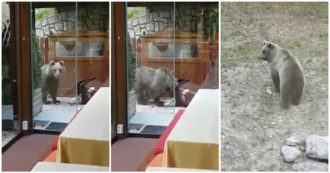 Copertina di Trento, orso affamato va a rovistare tra i rifiuti di un ristorante. E il titolare lo scaccia così