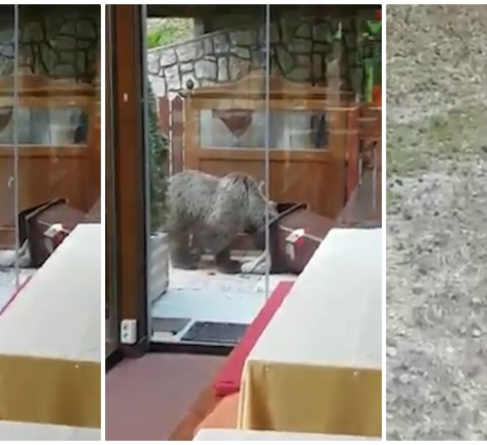Trento, orso affamato va a rovistare tra i rifiuti di un ristorante. E il titolare lo scaccia così