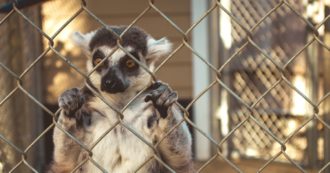 Copertina di Animali selvatici, l’impatto della loro caccia rispetto al passato ha un significato ben diverso