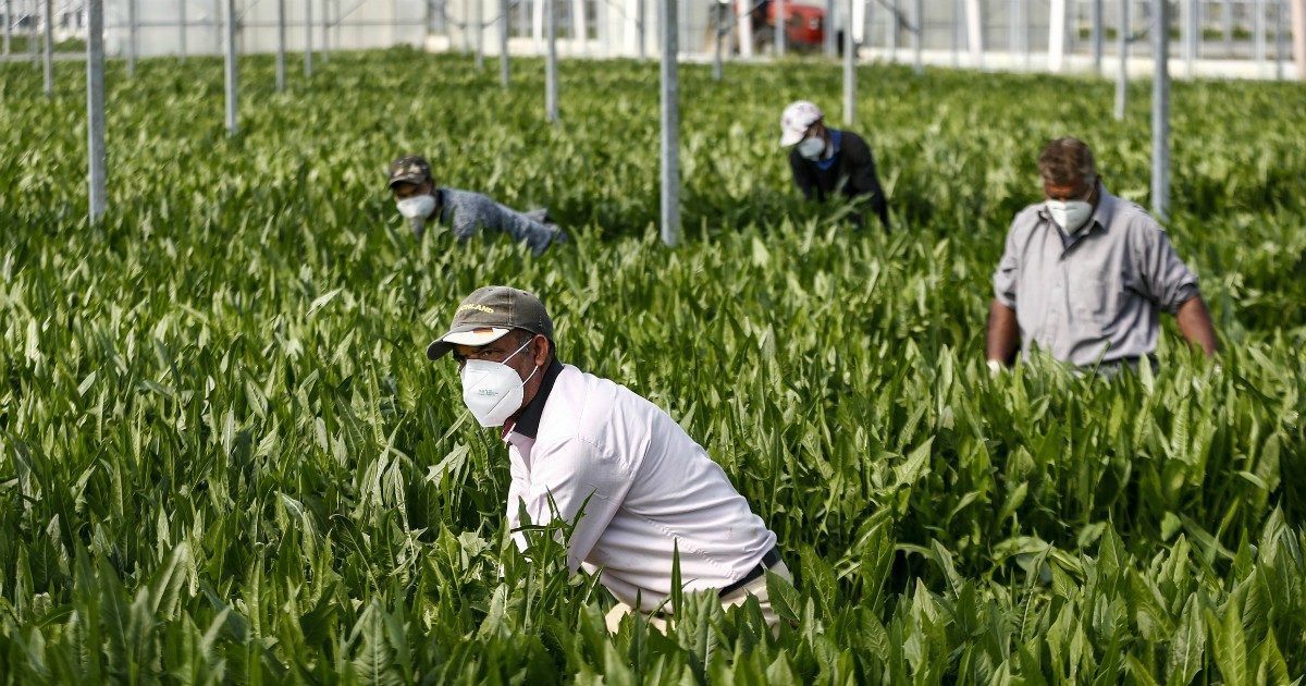 Lavoratori stranieri, il braccio di ferro non è finito. M5s: “Intesa trovata su un permesso di 6 mesi? Non ci risulta, no a condoni per chi sfrutta”
