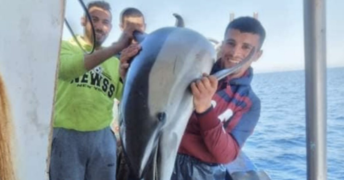 Selfie con delfino morto: i pescatori ridono e scherzano come se l’animale fosse di pezza