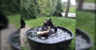 Copertina di L’orso fa il bagno in “vasca” e gioca con l’acqua: il video dello Zoo dell’Oregon fa il giro del mondo