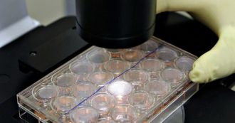 Copertina di Staminali, embrione di topo “biofattoria” per produrne milioni di cellule umane mature