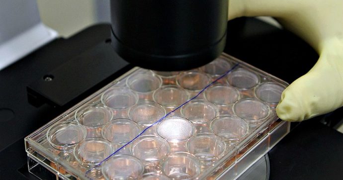 Staminali, embrione di topo “biofattoria” per produrne milioni di cellule umane mature