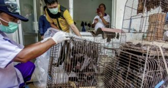 Copertina di Coronavirus, Wall Street Journal: “La Cina ostacola gli esperti che studiano l’origine del virus. Dati tenuti segreti”