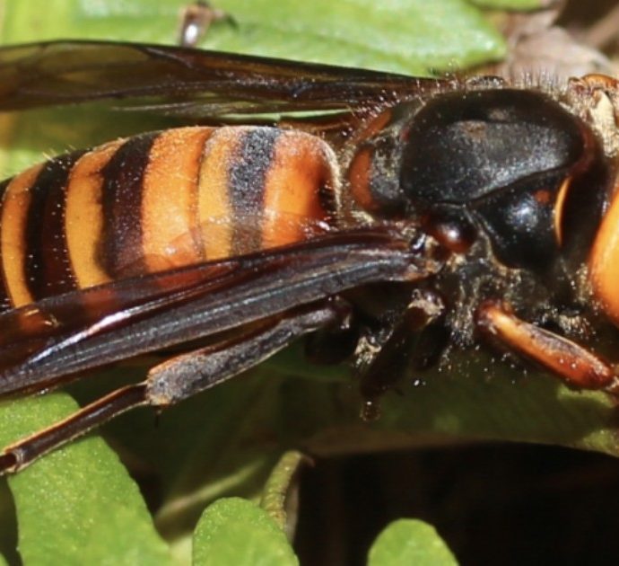Attaccato da uno sciame di vespe killer, chiama la famiglia per chiedere aiuto: quando arrivano i soccorsi è già morto