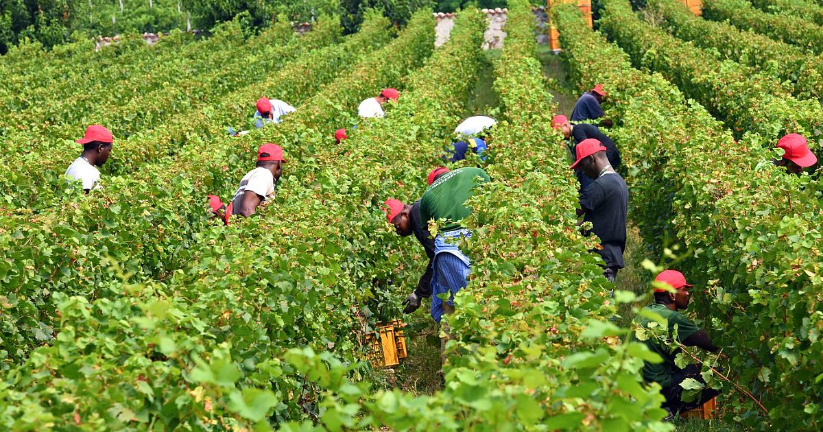 L’autista di scuolabus, il barman e il cuoco: nuovi disoccupati diventati braccianti. “Non basta, deve tornare chi lavorava qui da 20 anni”