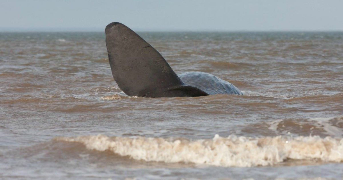 Pescatori trovano una balena morta sulla spiaggia: la puzza terribile e poi l’incredibile scoperta. “È piena d’oro nel ventre”