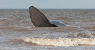 Copertina di Pescatori trovano una balena morta sulla spiaggia: la puzza terribile e poi l’incredibile scoperta. “È piena d’oro nel ventre”