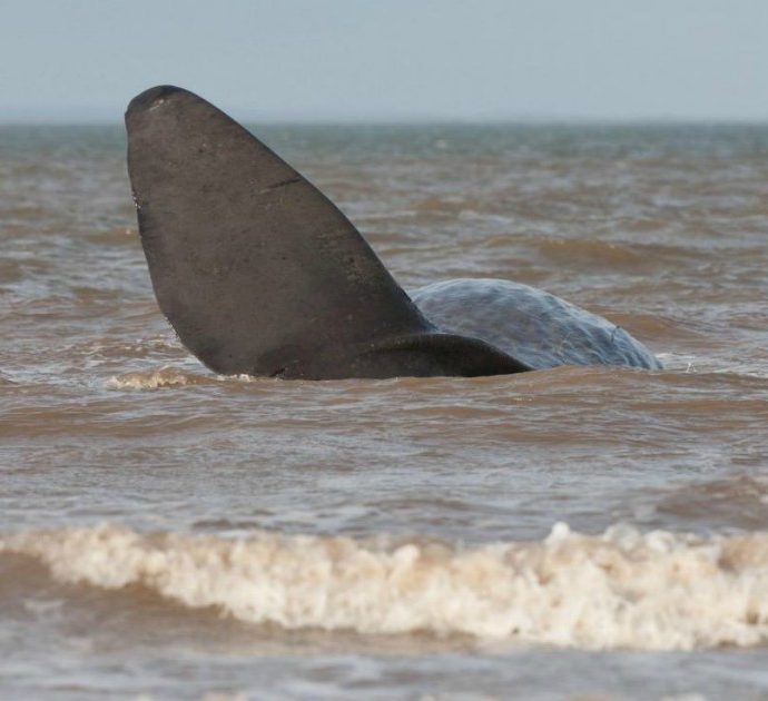 Pescatori trovano una balena morta sulla spiaggia: la puzza terribile e poi l’incredibile scoperta. “È piena d’oro nel ventre”