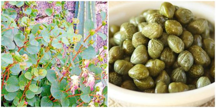 Sicilia, la guerra del cappero delle isole Eolie: il marchio Dop riconosciuto a Lipari. I produttori di Salina: “Non lo useremo”