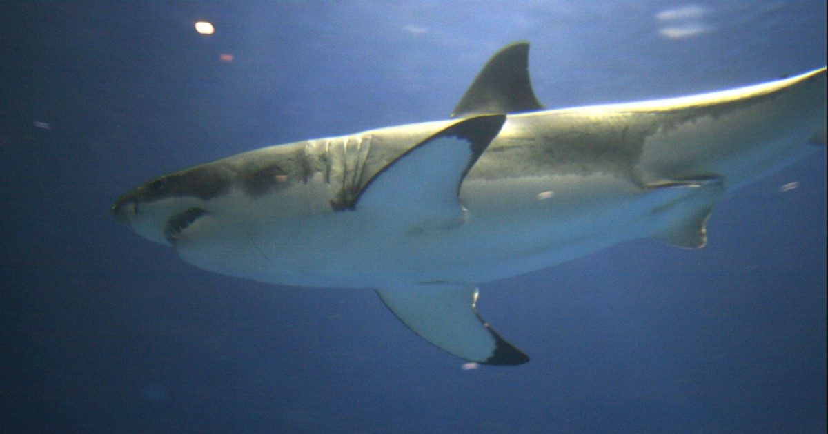 Surfista attaccato da uno squalo bianco gli infila la tavola in bocca: “Non dovrei essere vivo”