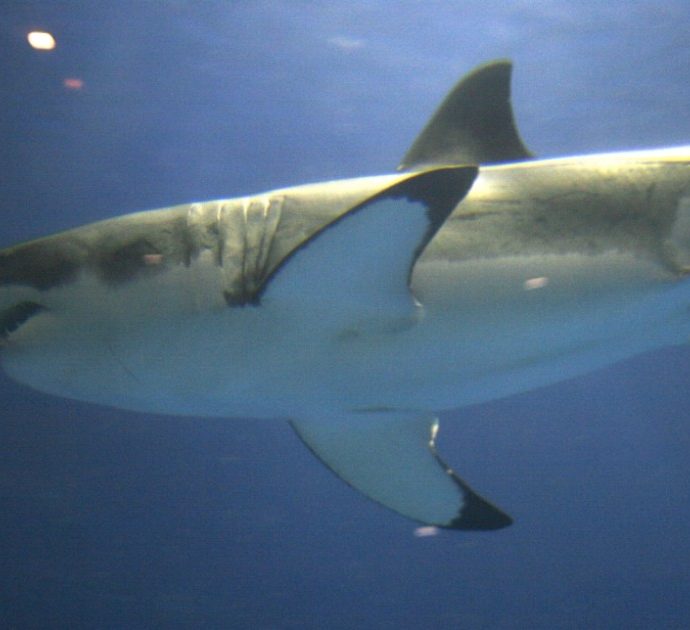 Surfista attaccato da uno squalo bianco gli infila la tavola in bocca: “Non dovrei essere vivo”