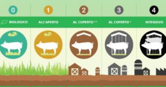 Copertina di Suini, proposto sistema di etichette che si basi sul metodo di allevamento: “Chiaro e preciso, per riconoscere che rispetta gli animali”