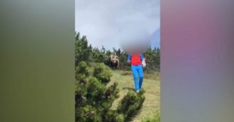 Copertina di Trentino, l’orso esce dai cespugli ma il bambino mantiene la calma e si salva: la scena ripresa nelle Dolomiti di Brenta