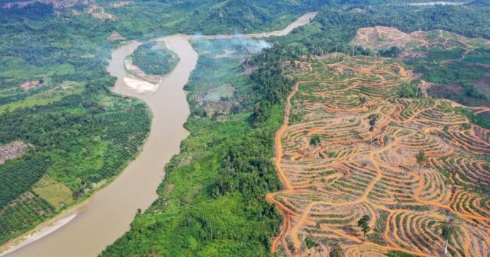 Copertina di Brasile ma non solo: così le piantagioni di  zucchero stanno distruggendo la foresta