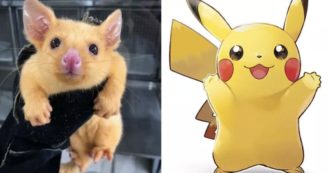 Copertina di Pokémon, Pikachu esiste davvero: è un raro tricosuro volpino dorato e vive in Australia